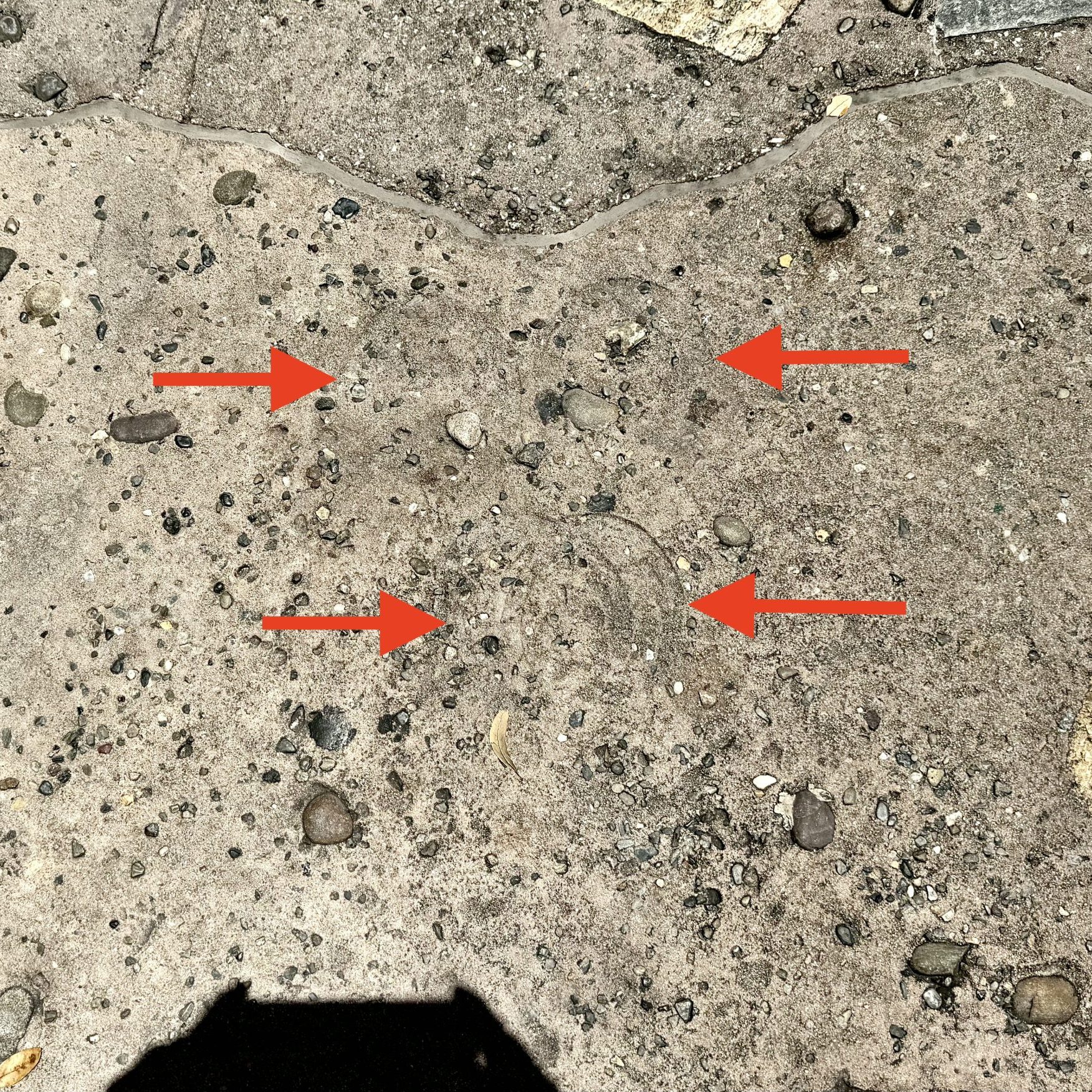 Horseshoe print Hidden Mickey near 'Be Our Guest Restaurant'